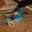 Lamington spiny crayfish 이미지