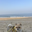대천예쁜펜션 애견동반예쁜댕 | 대천해수욕장 호두랑함께 #애견동반여행 #내돈내산