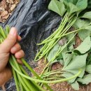 봉다리농장 이미지