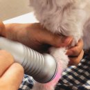 분당정자 동물병원 이미지