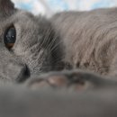 오션동물메디컬센터 이미지