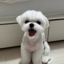 멍냥싸롱 이미지