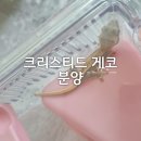 감염병으로부터 우리 아이 건강하게 키우기 | 「아이와 함께 키우기 좋은 반려파충류? 크리스티드 게코 입양 후기」