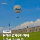 플라잉비 | 수원 열기구 플라잉수원 야경 후기 가격 예약 운영시간 총정리