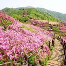 5월1일(수) 지리산 바래봉 산행 전북/남원 1186 m 예약^^ 이미지