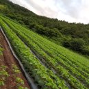 꿈의농장 이미지