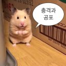 와르르맨션 | 나의 상하이 꿈 와르르맨션! 🚧 장학금 때문에 벌어진 충격 실화 (유학원 상담 대공개)