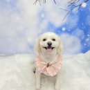 포동이 펫살롱 이미지