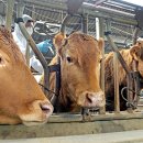 산하 한우농장 이미지