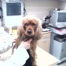 가좌종합동물병원 이미지