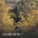 하동-하동-하동제3호 | 지리산 여행 추천 하동 녹차밭 구례 산수유 봄 여름 여행 지리산정원 숙박 후기