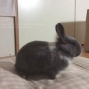 솜뭉치 이미지