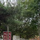 NR-34[서해로]-상-32 | 태안 안면암 일출 직접 가보니｜부상탑 물때와 주차장에서 가는 길