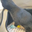 24시노아동물메디컬센터 이미지