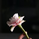 가을향기 가득 드라이플라워 캔들 | [공지] 국제수공예연구협회 IHRA 밀랍플라워수업, 비즈왁스 보태니컬 아트