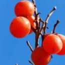 트럼펫연주 이미지