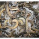 경상도추어탕 이미지