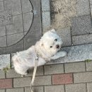 멍플 이미지