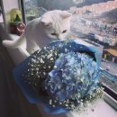 비포유동물병원 | 고양이의 중성화수술