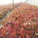 찬기농장 이미지