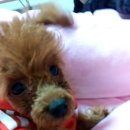 초초소리 이미지