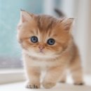 캣그램 광주 고양이분양 | 광주고양이분양 준비 과정