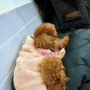 혼자두면 장판뜯어서 차린 개카페 이미지