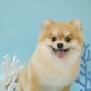 담담 그루밍 샵 이미지