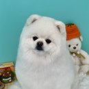 멍블리즈 이미지