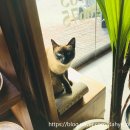 담하가비 이미지