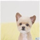 까미애견샵 네이버블로그
