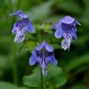 풍경(오월의 이야기 이미지