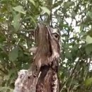 개구리입 쏙독새(Frogmouth) 이미지