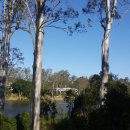 유칼립투스(Eucalyptus globulus)와 코알라 이미지