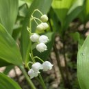 드보르자크, 교향곡 9번.신세계로부터외 이미지