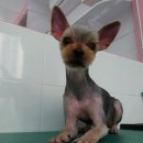 핑코애견 이미지