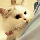 마리옹