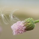 꿈꾸는정원 이미지