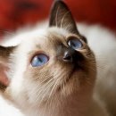 고양이다방 이미지