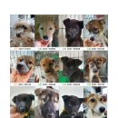 고양시 동물보호센터 이미지