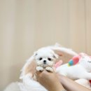 광주강아지분양 고양이분양 24시 데려가개본점 이미지