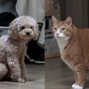 고양이를 부탁해 이미지