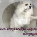 스마일플러스동물병원 이미지