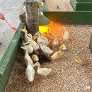 사천농장 | 강릉 아이와 가볼만한곳 대관령아기동물농장 사천 동물원 먹이주기 체험 후기