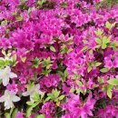 킴즈