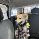 레티피코 이미지