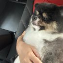 아띠아몽 | [광안리 애견미용] 포슬포슬 가위컷 장인 아띠아몽 / 솔직후기