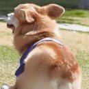 멍탕멍컷 이미지