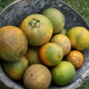 정이농장 이미지