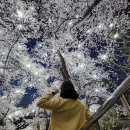 만선감자옹심이 이미지